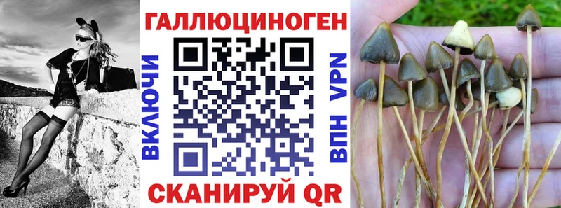 Галлюциногенные грибы Psilocybine cubensis  Семикаракорск 